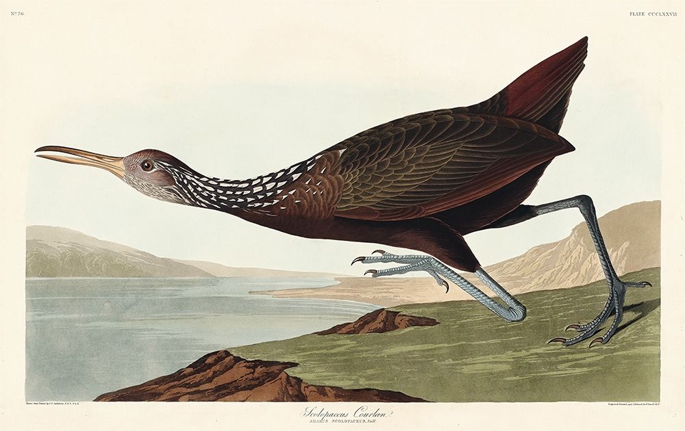Scolopaceus Courlan art print by John James Audubon for $57.95 CAD