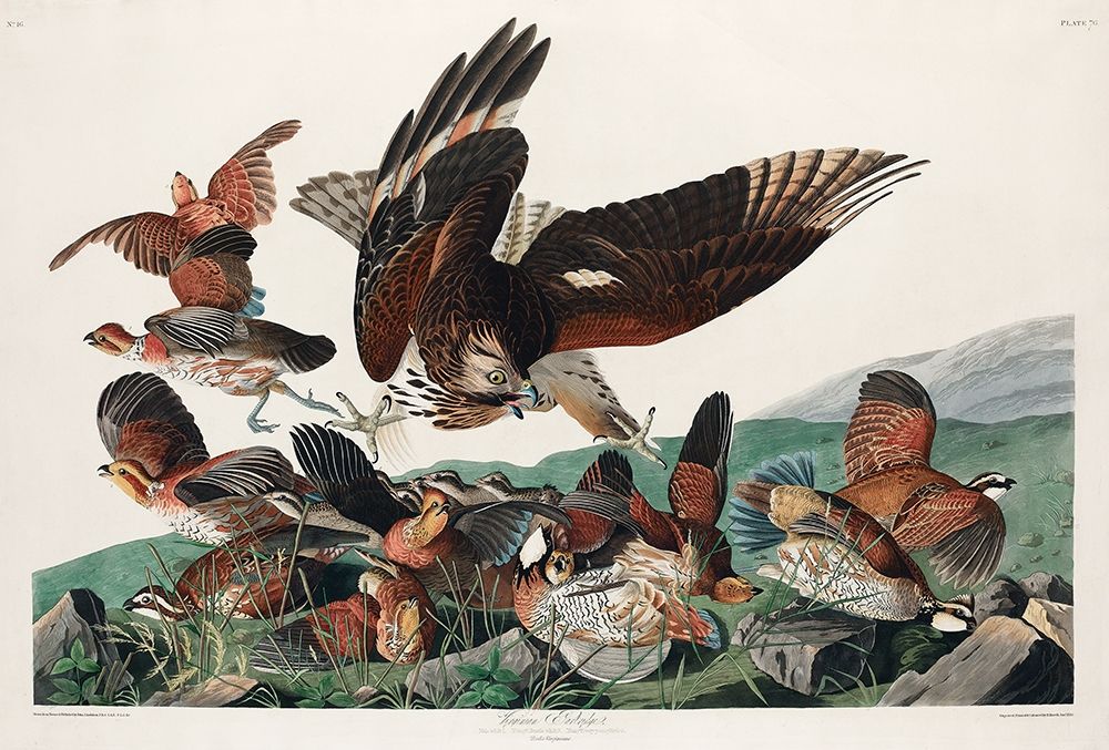 Virginian Partridge art print by John James Audubon for $57.95 CAD