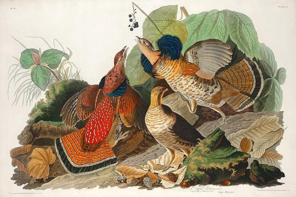 Ruffed Grouse art print by John James Audubon for $57.95 CAD