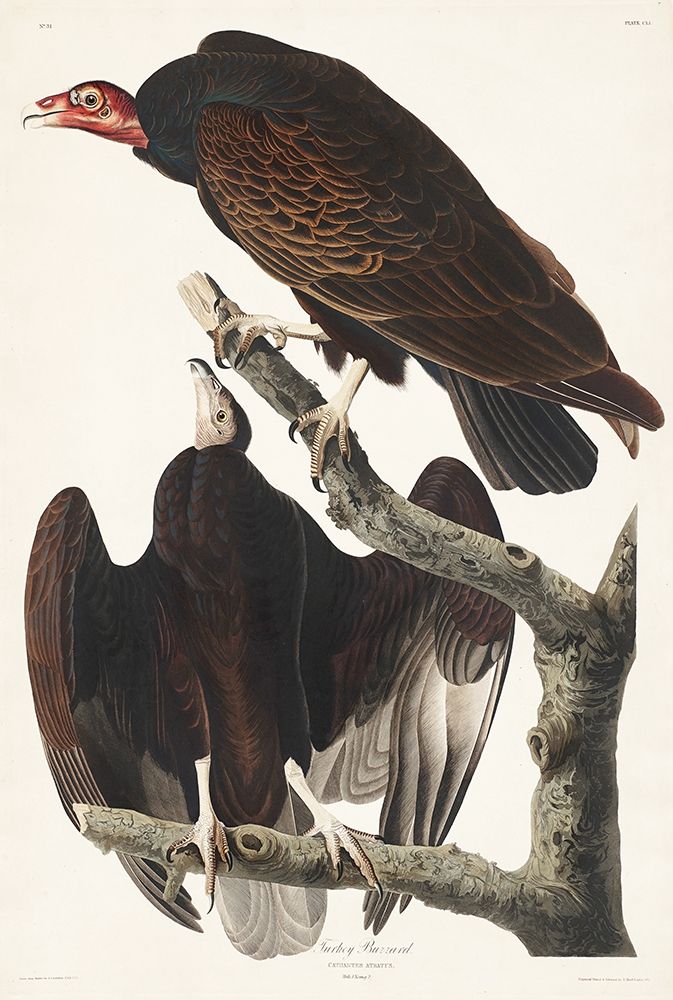 Turkey Buzzard art print by John James Audubon for $57.95 CAD