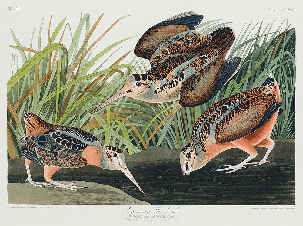 American Woodcock art print by John James Audubon for $57.95 CAD