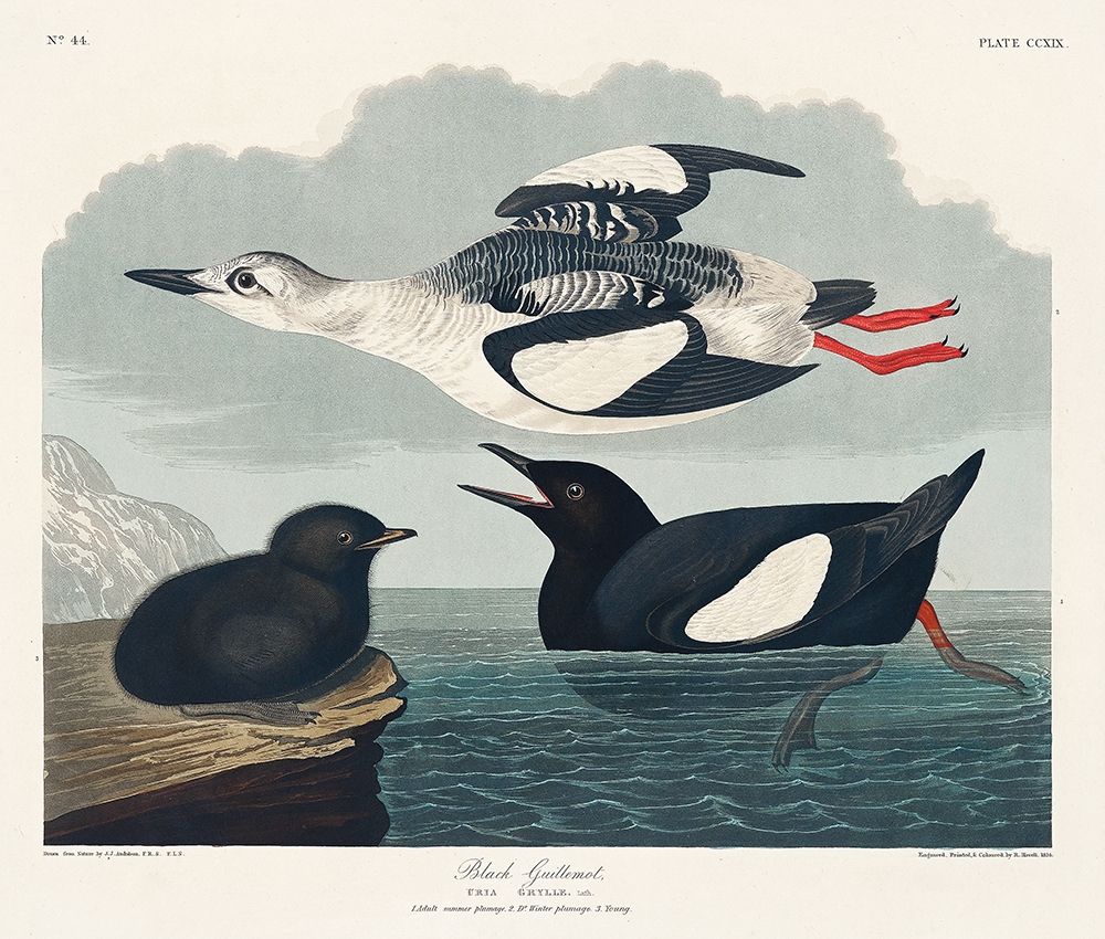 Black Guillemot art print by John James Audubon for $57.95 CAD