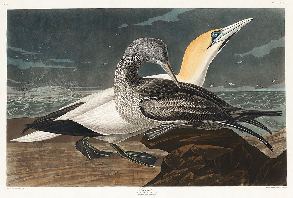 Gannet art print by John James Audubon for $57.95 CAD