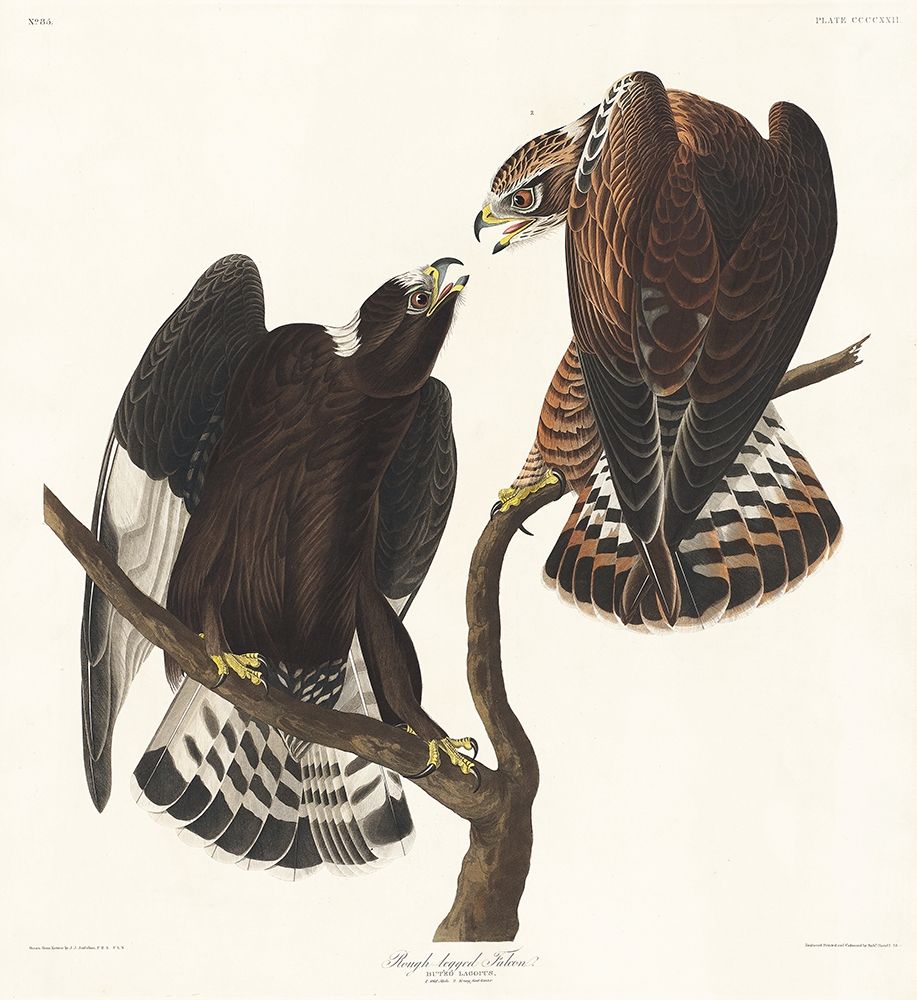 Rough-legged Falcon art print by John James Audubon for $57.95 CAD