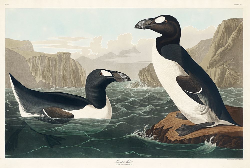 Great Auk art print by John James Audubon for $57.95 CAD