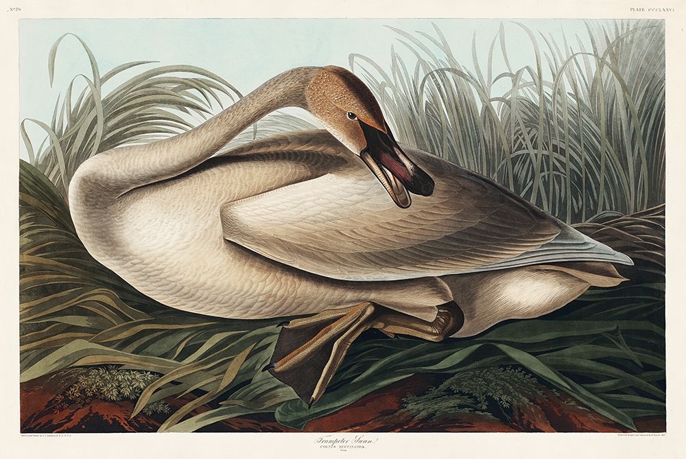Trumpeter Swan art print by John James Audubon for $57.95 CAD