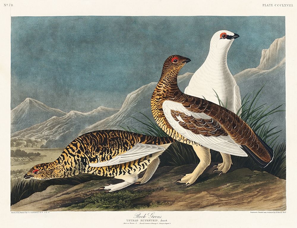 Rock Grous art print by John James Audubon for $57.95 CAD