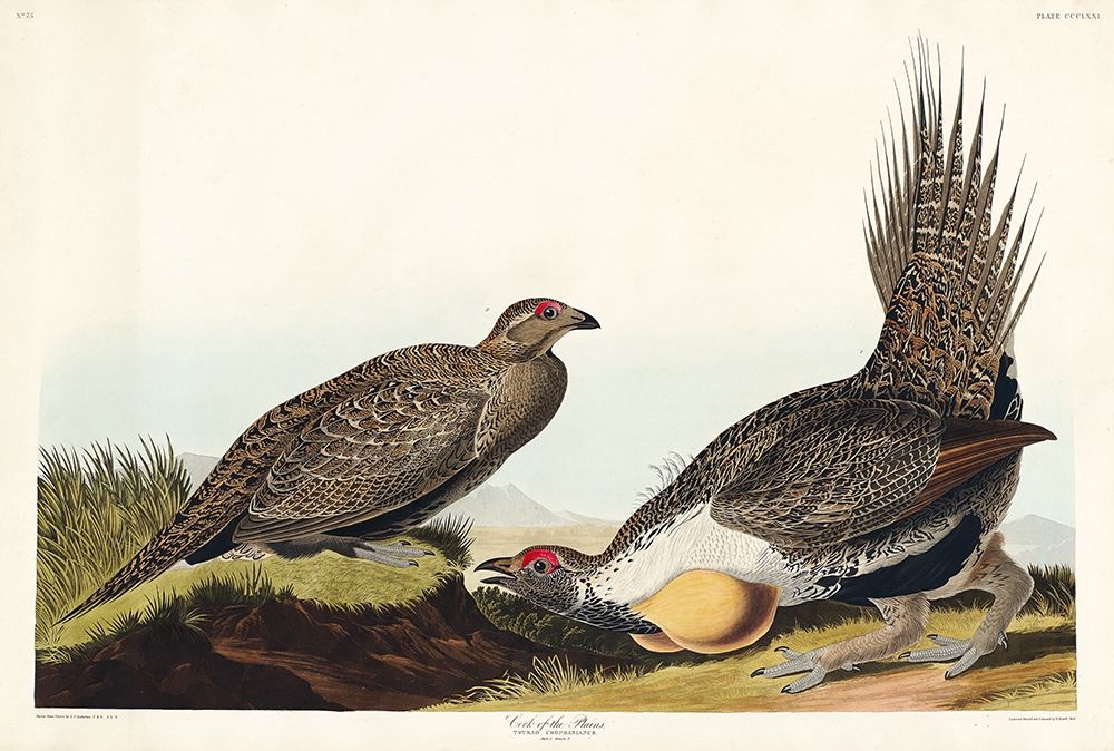 Cock of the Plains art print by John James Audubon for $57.95 CAD