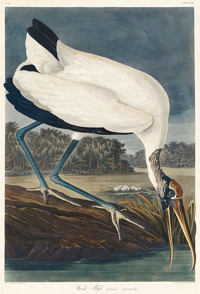 Wood Ibis art print by John James Audubon for $57.95 CAD