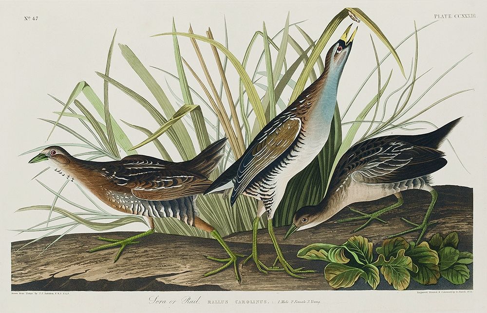 Sora, or Rail art print by John James Audubon for $57.95 CAD