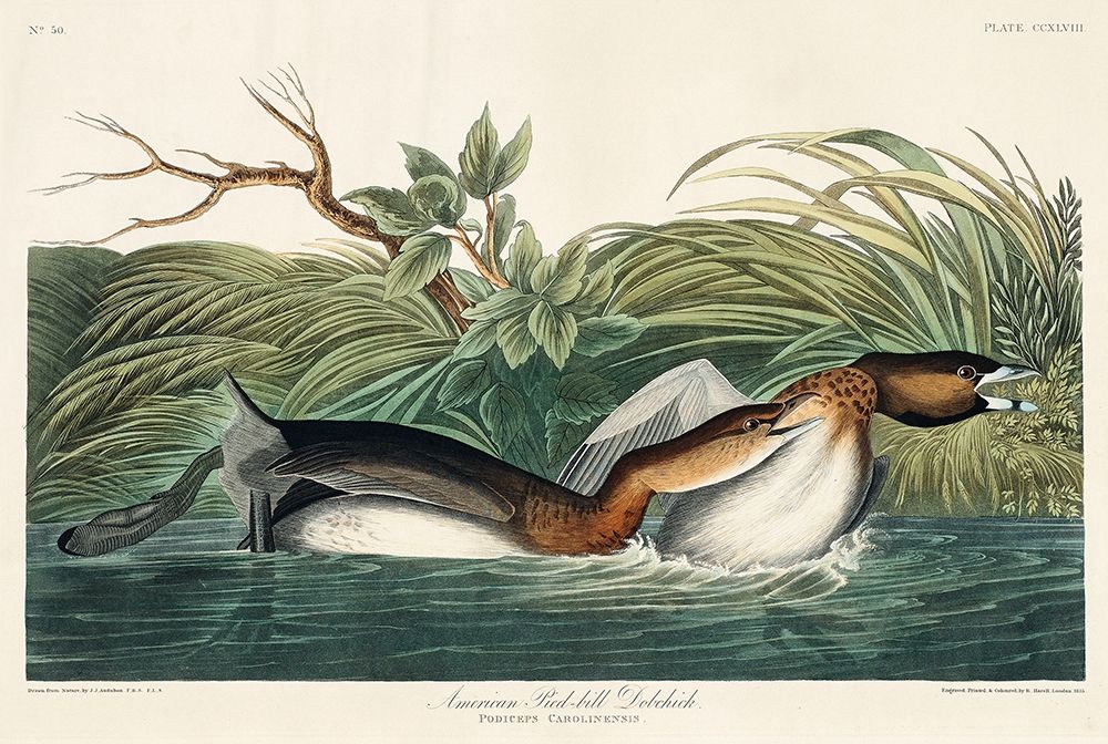 American Pied-billed art print by John James Audubon for $57.95 CAD