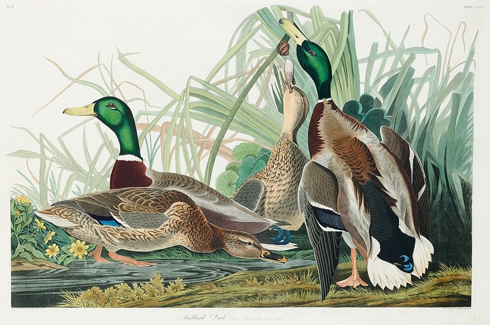 Mallard Duck art print by John James Audubon for $57.95 CAD
