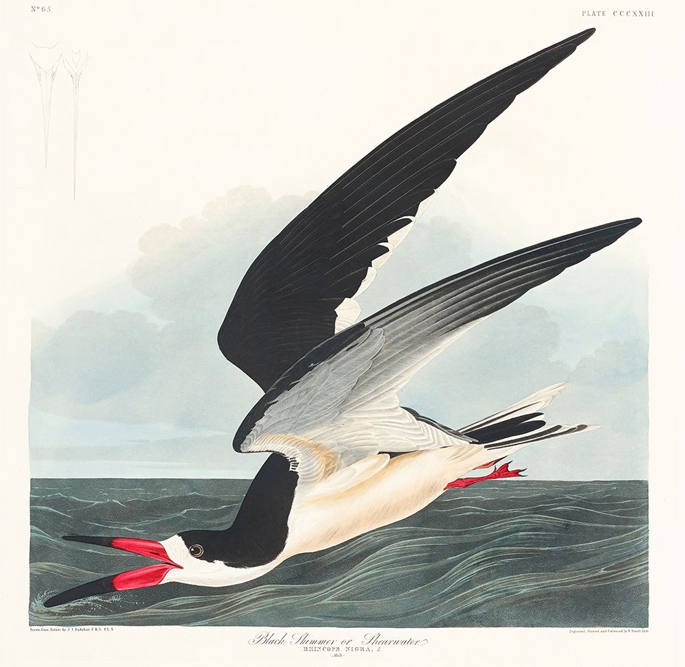 Black Skimmer art print by John James Audubon for $57.95 CAD