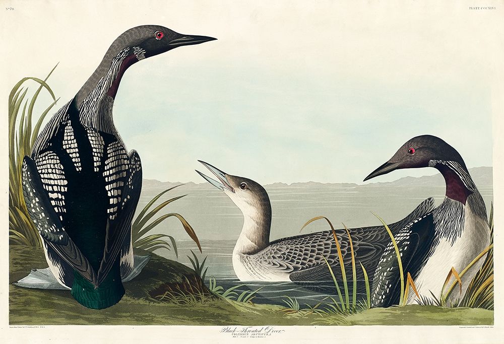 Black-Throated Diver art print by John James Audubon for $57.95 CAD