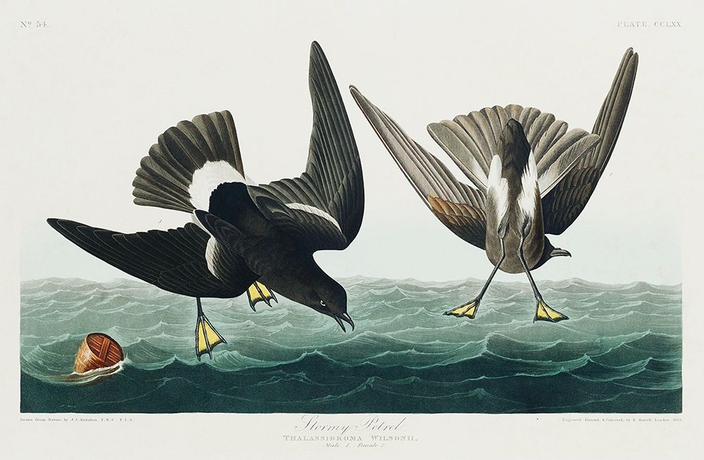 Stormy Petrel art print by John James Audubon for $57.95 CAD