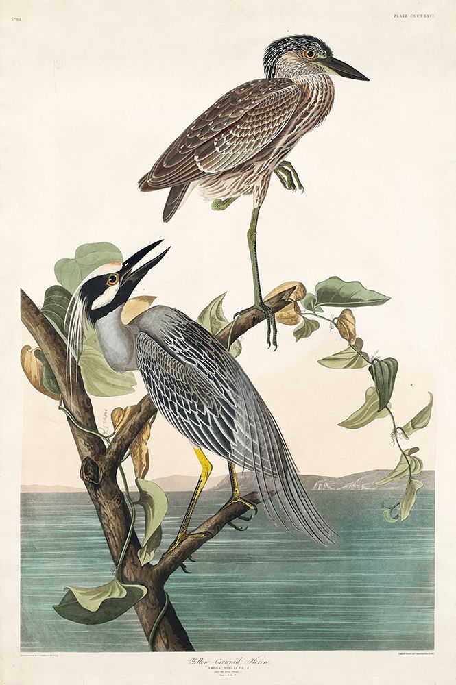 Yellow-Crowned Heron by John James Audubon