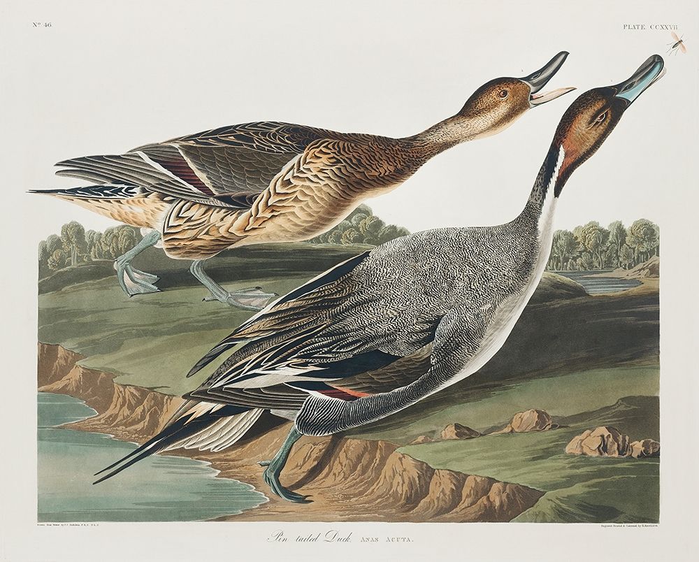 Pin-Tailed Duck art print by John James Audubon for $57.95 CAD