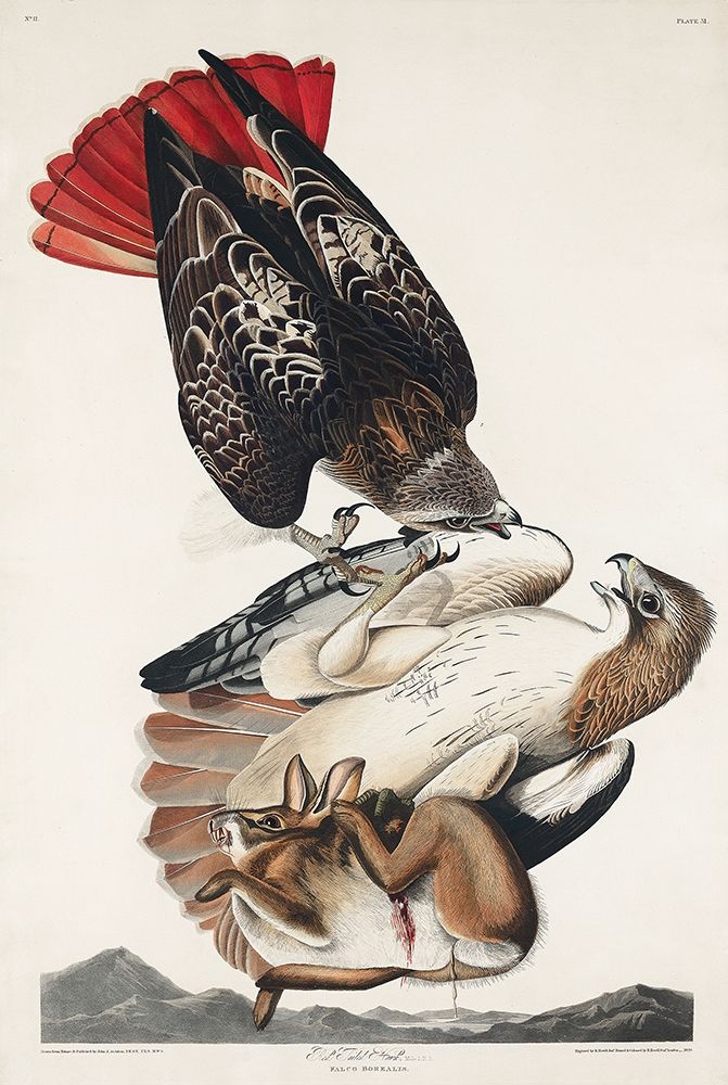 Red-tailed Hawk art print by John James Audubon for $57.95 CAD