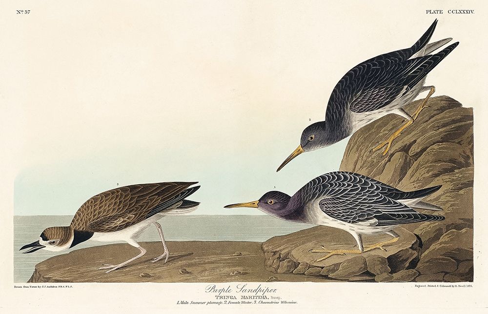 Purple Sandpiper art print by John James Audubon for $57.95 CAD