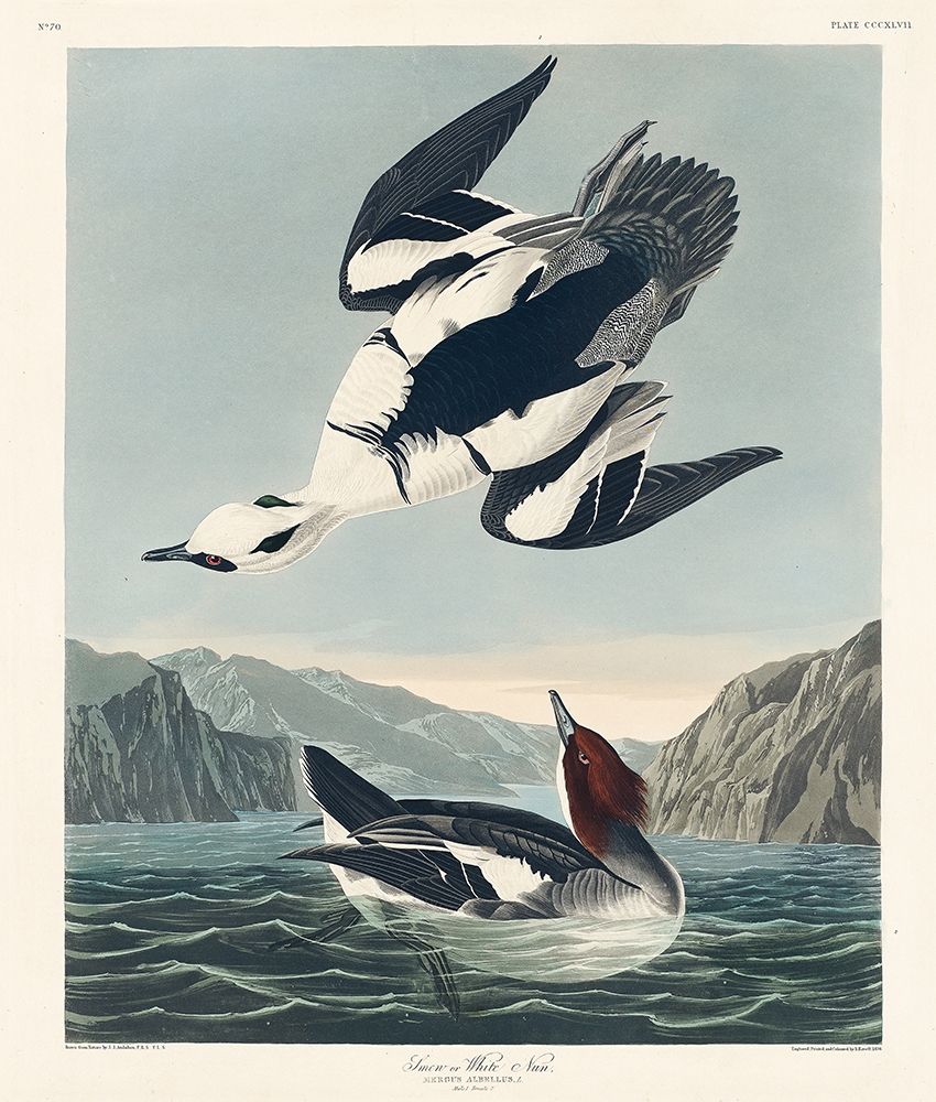 Smew or White Nun art print by John James Audubon for $57.95 CAD