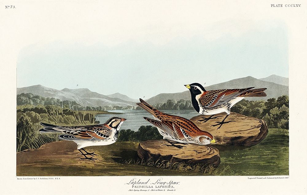 Lapland Long-spur art print by John James Audubon for $57.95 CAD