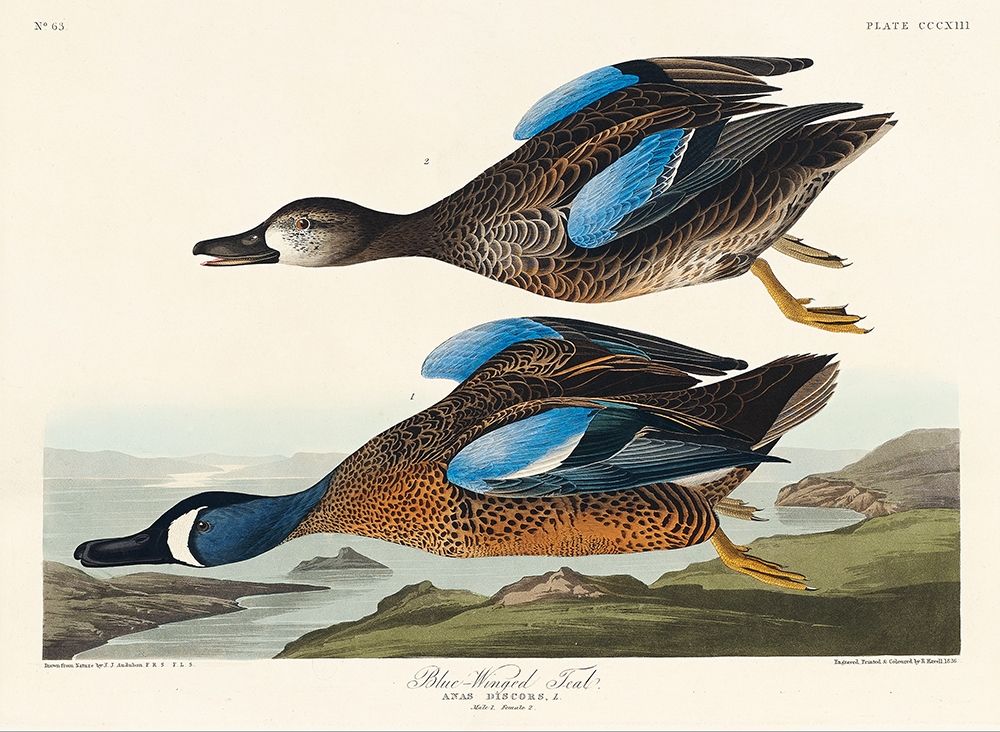 Blue-Winged Teal art print by John James Audubon for $57.95 CAD