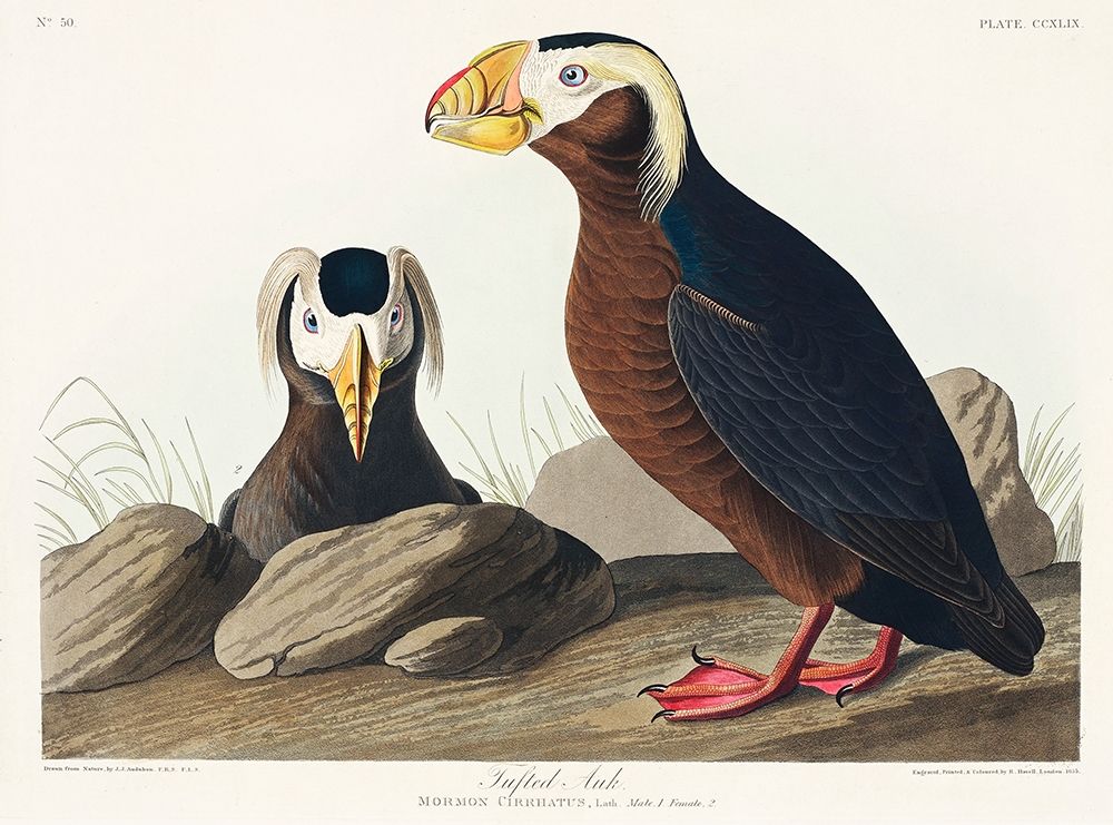 Tufted Auk art print by John James Audubon for $57.95 CAD