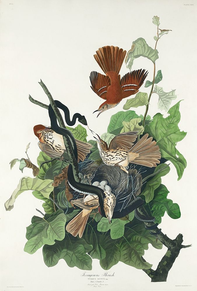 Ferruginous Thrush art print by John James Audubon for $57.95 CAD