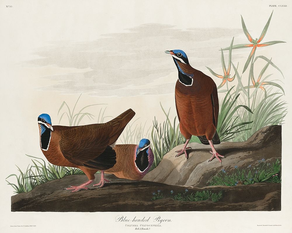 Blue-headed Pigeon art print by John James Audubon for $57.95 CAD