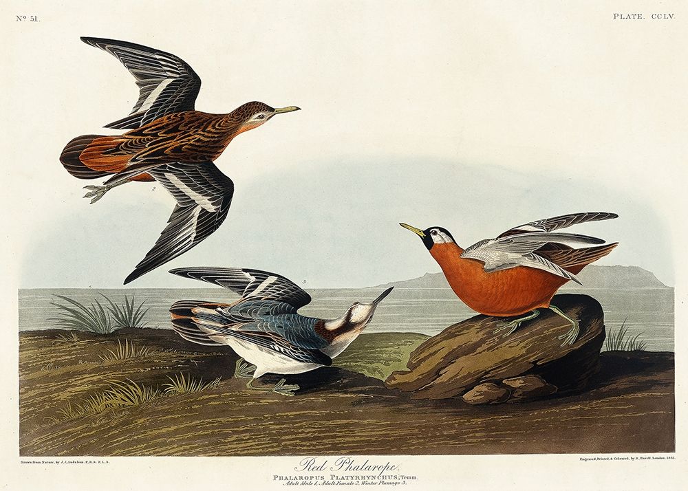 Red Phalarope art print by John James Audubon for $57.95 CAD