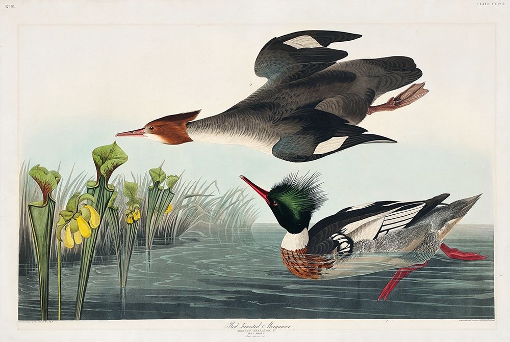 Red-breasted Merganser art print by John James Audubon for $57.95 CAD