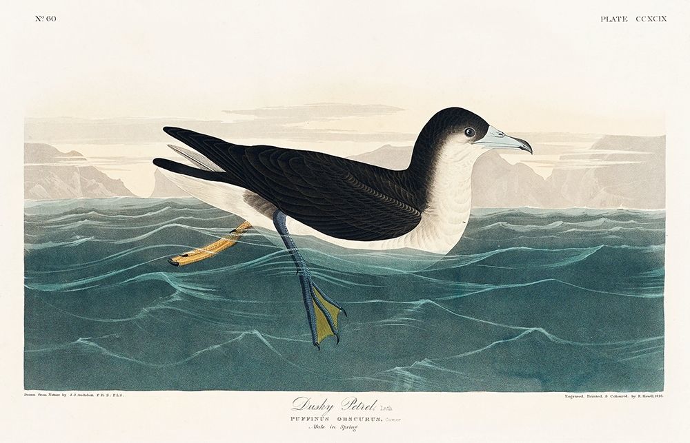 Dusky Petrel art print by John James Audubon for $57.95 CAD