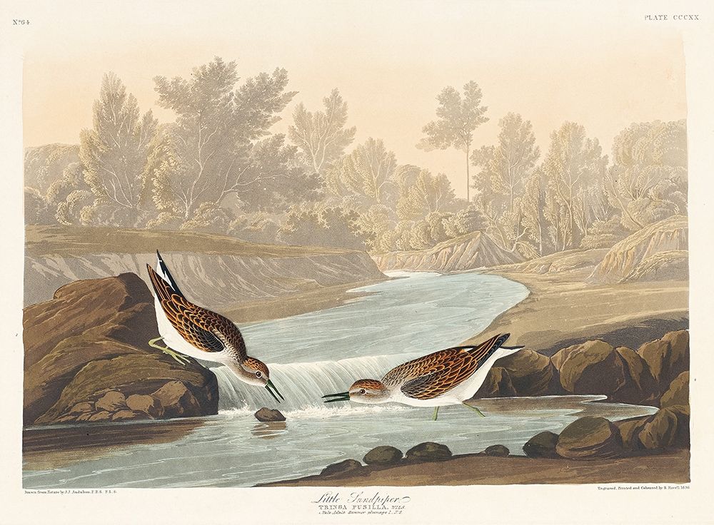 Little Sandpiper art print by John James Audubon for $57.95 CAD