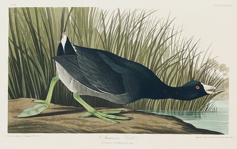 American Coot art print by John James Audubon for $57.95 CAD