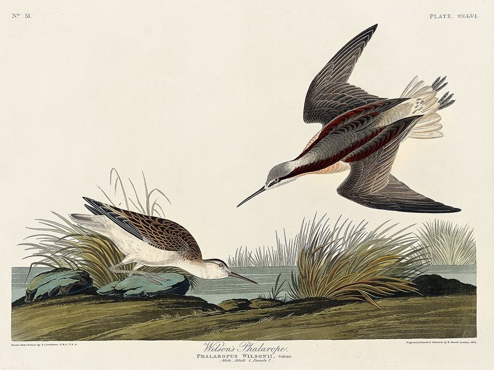 Wilsons Phalarope art print by John James Audubon for $57.95 CAD