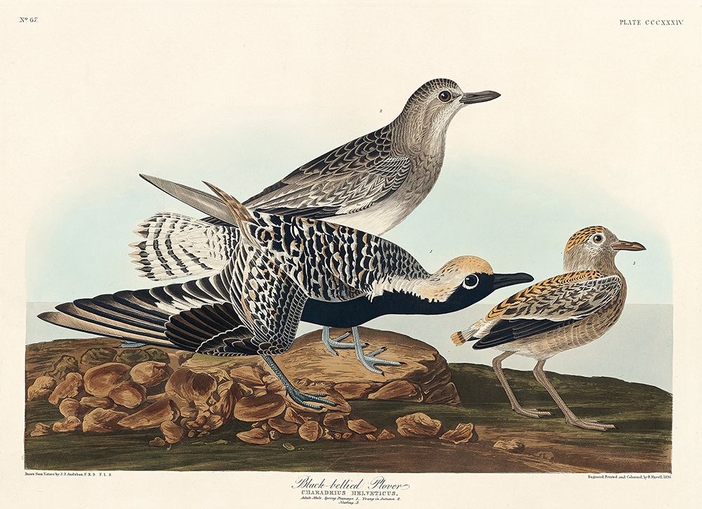 Black-bellied Plover art print by John James Audubon for $57.95 CAD