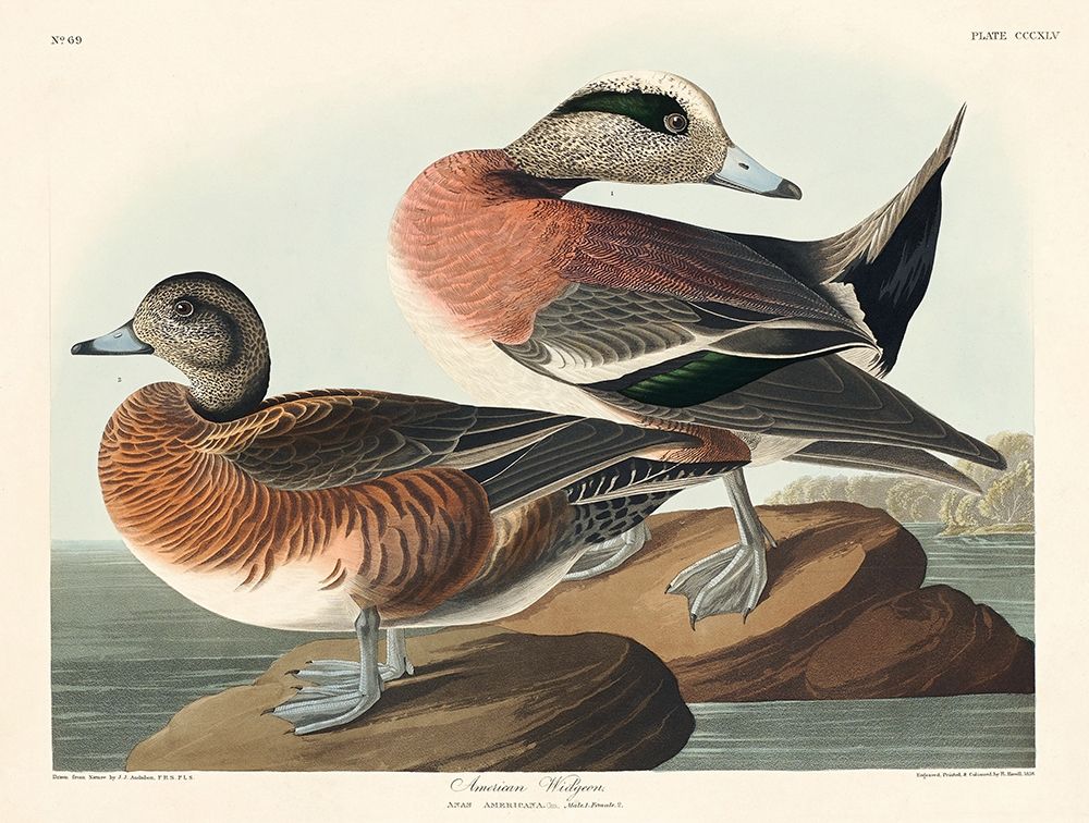 American Widgeon art print by John James Audubon for $57.95 CAD