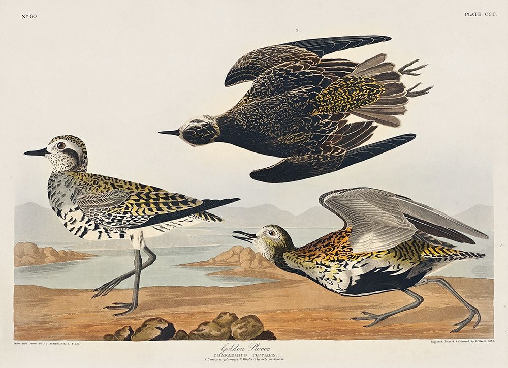 Golden Plover art print by John James Audubon for $57.95 CAD
