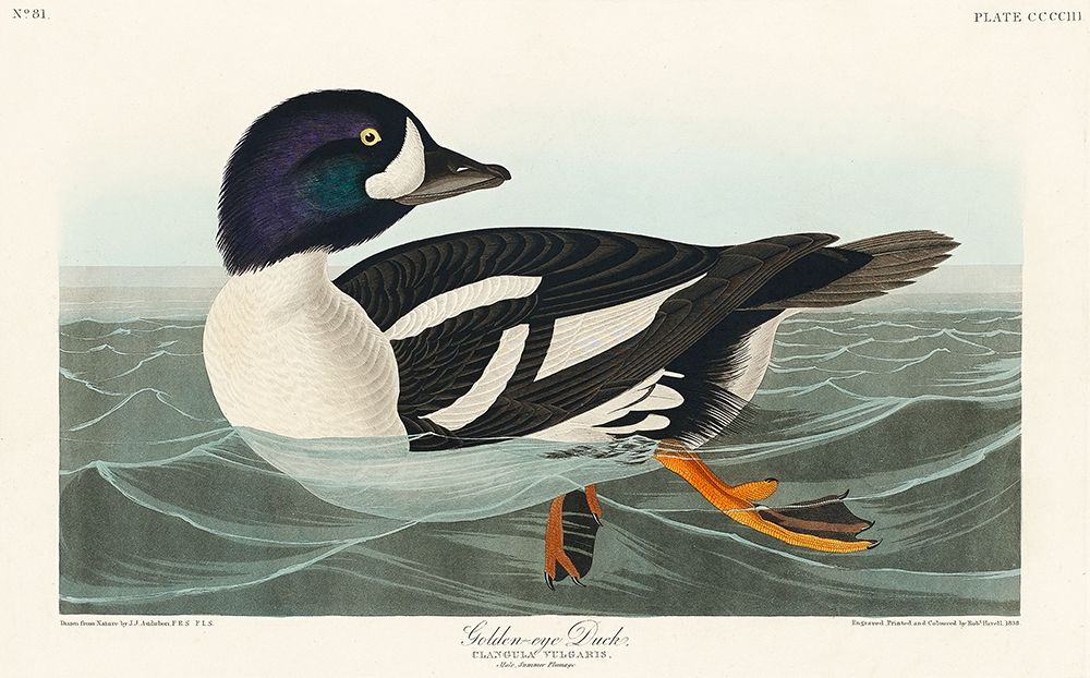 Golden-eye Duck art print by John James Audubon for $57.95 CAD