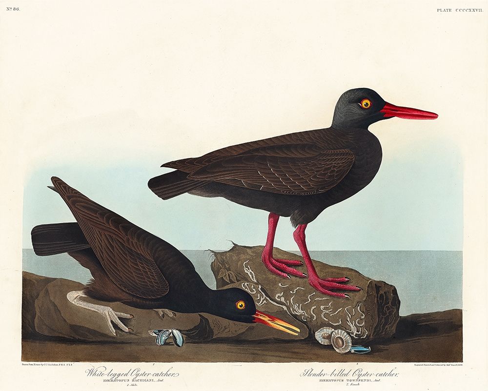 White-legged Oyster-catcher, or Slender-billed Oyster-catcher art print by John James Audubon for $57.95 CAD