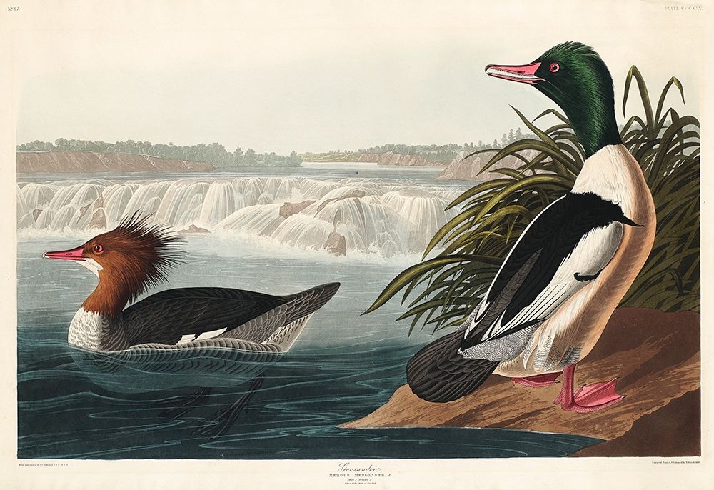Goosander art print by John James Audubon for $57.95 CAD