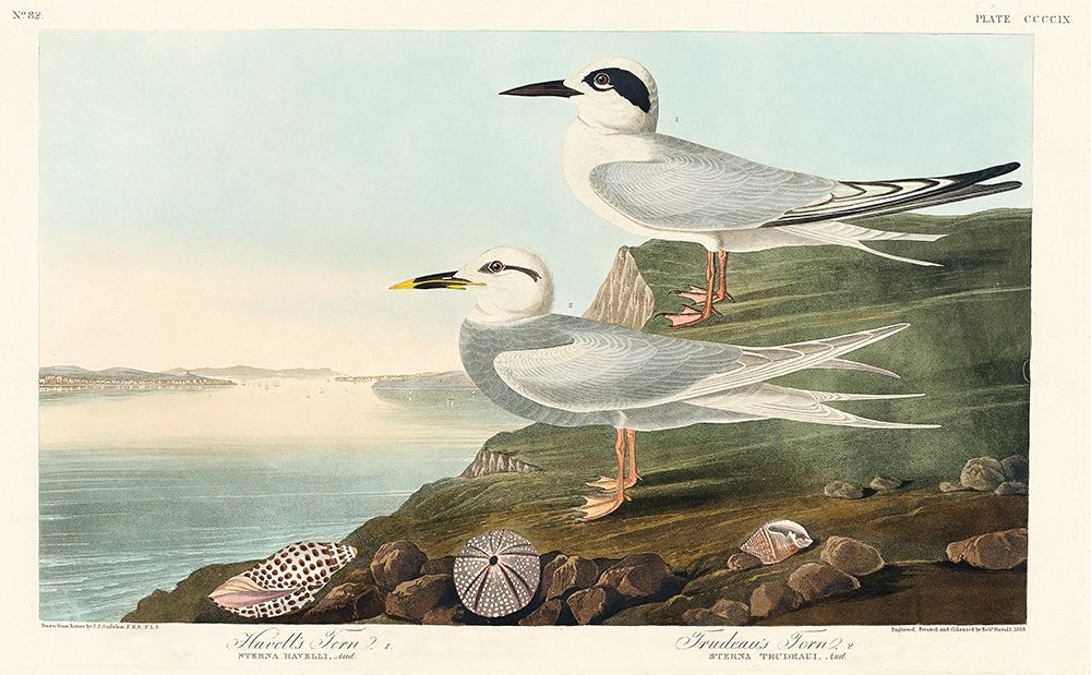 Havells Tern and Trudeaus Tern art print by John James Audubon for $57.95 CAD
