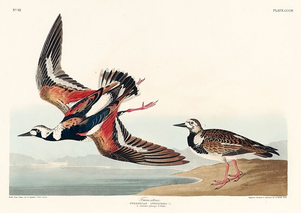 Turn-stone art print by John James Audubon for $57.95 CAD