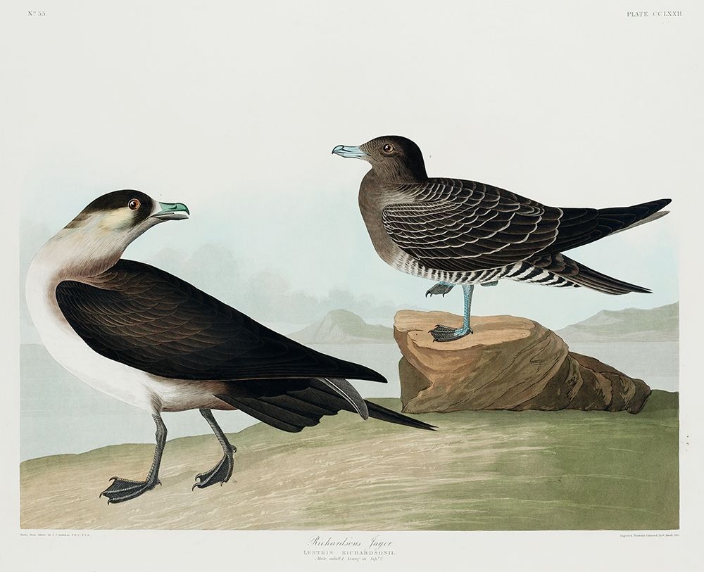 Richardsons Jager art print by John James Audubon for $57.95 CAD
