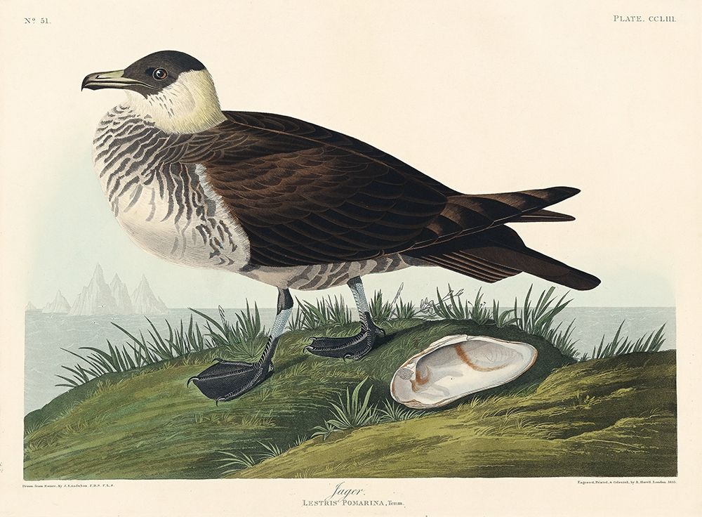 Jager art print by John James Audubon for $57.95 CAD