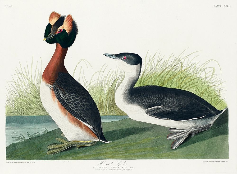 Horned Grebe art print by John James Audubon for $57.95 CAD
