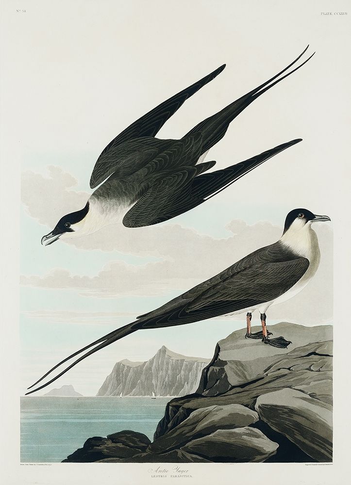 Arctic Yager art print by John James Audubon for $57.95 CAD