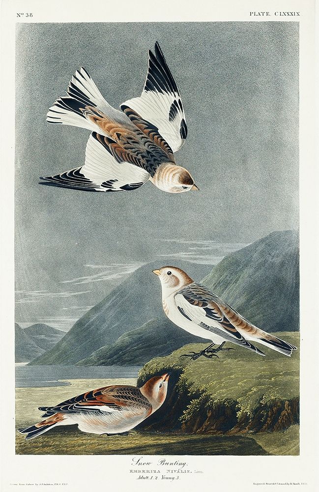 Snow Bunting art print by John James Audubon for $57.95 CAD