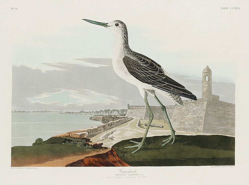 Greenshank art print by John James Audubon for $57.95 CAD