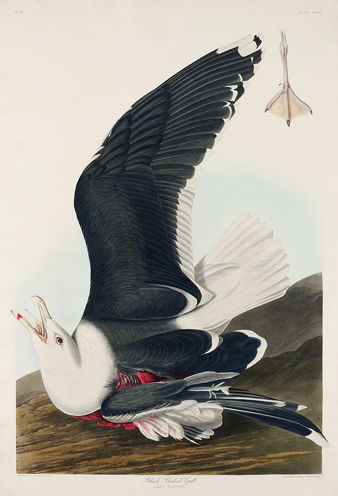 Black Backed Gull art print by John James Audubon for $57.95 CAD